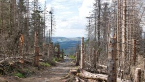harz fichtenwaldsterben