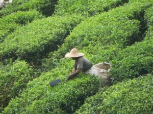 reiseziel malaysia-cameron highlands
