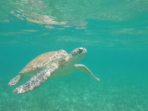 Belize Barrier Reef